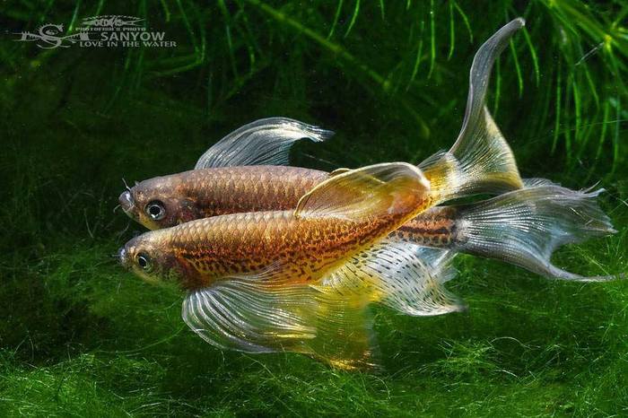 Danio rerio var.frankei