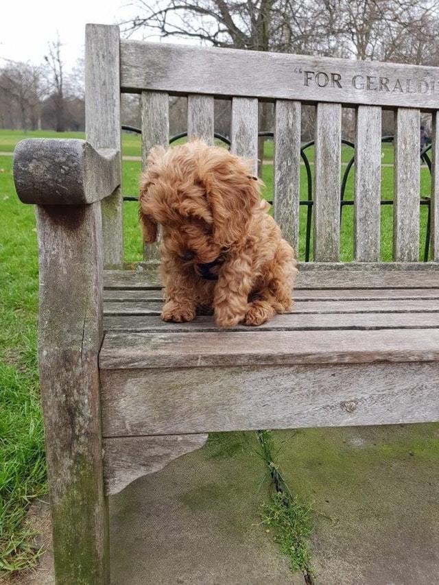 He needed some rest from walking - Dog, Animals, Pets, Milota, Reddit