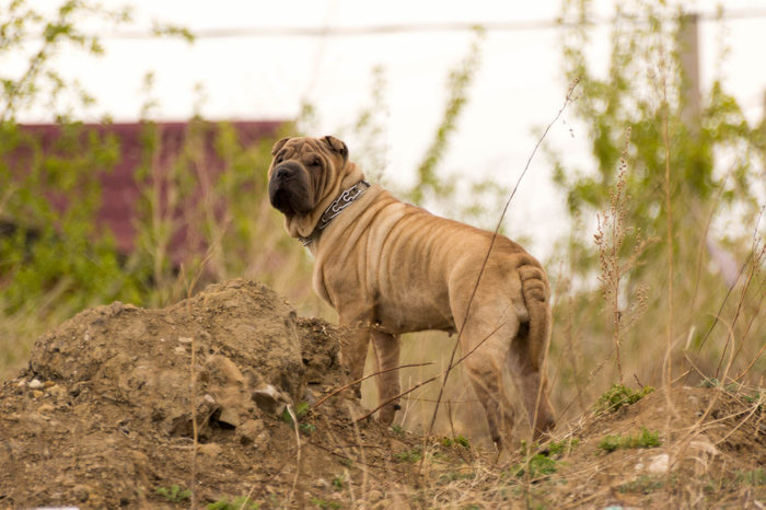 Lost dog. - Irkutsk, Swift, Helping animals, My, A loss, Dog, No rating, Help, Shar Pei