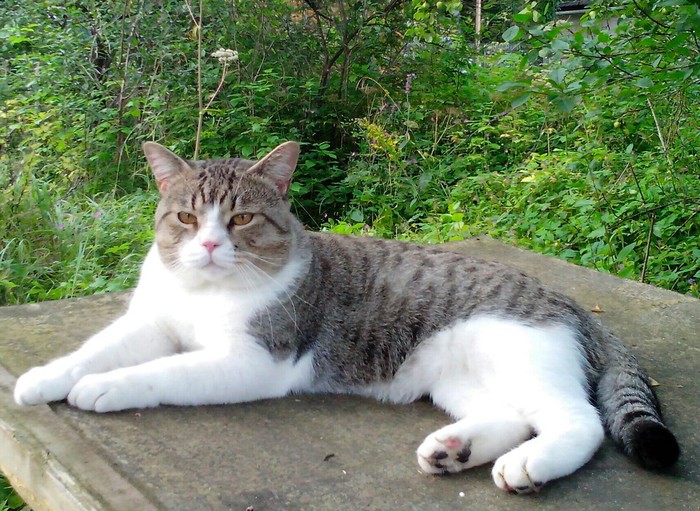 ������ ������