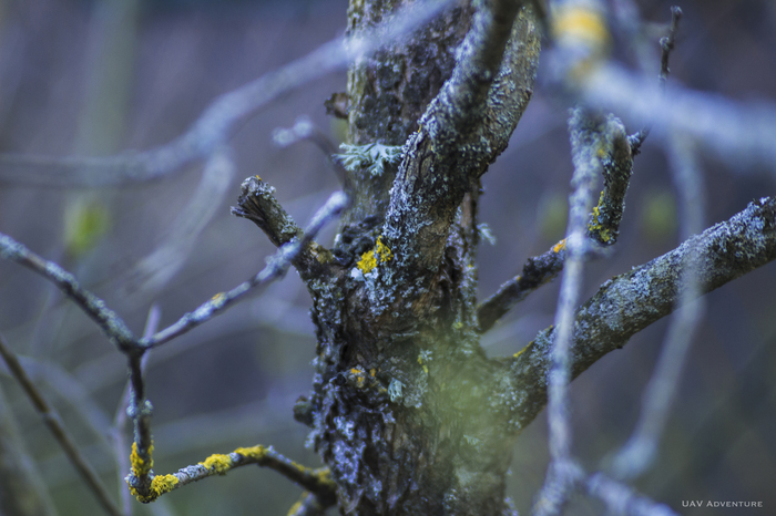 Random photo - My, Nature, Tree, Canon 600D, 18-55 kit, The photo