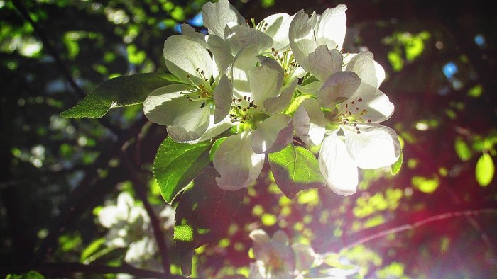 Allow me to introduce myself, photographer! - My, Canon, Spring, Bloom, Macro photography, Closeup