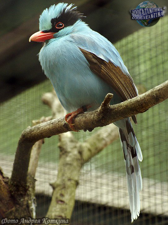    Cissa hypoleuca concolor. , 