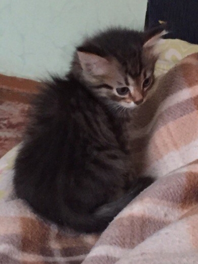 Kittens Chelyabinsk - My, cat, In good hands, Longpost, Chelyabinsk, No rating