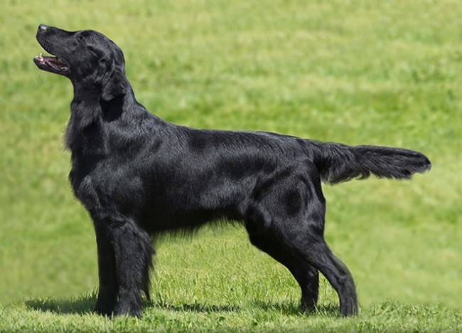 About breeds of dogs. - Dog breeds, Hunting dogs, Retriever, Longpost