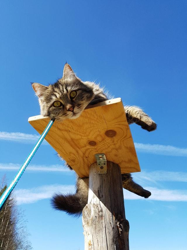 Enjoying your new watchtower - cat, Catomafia, Animals, Pets, Milota, Reddit