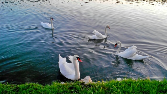 Swan Lake - My, The photo, Swans, Kyrgyzstan, Lake