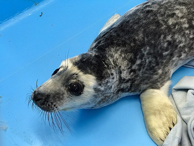 Seal cub Goglik, rescued in the Leningrad region this winter, has passed into adulthood - Leningrad region, The Gulf of Finland, Seal, Video, Longpost