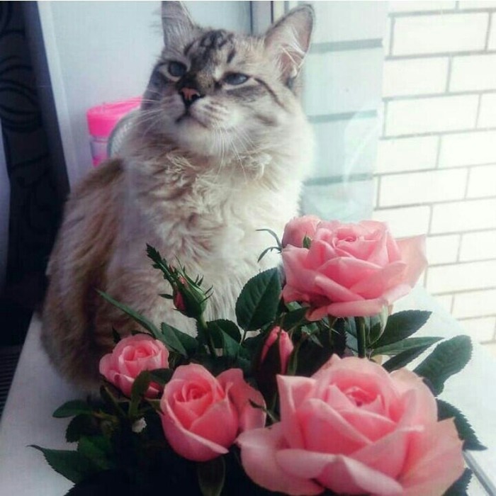 When I grew roses - cat, My, Flowers