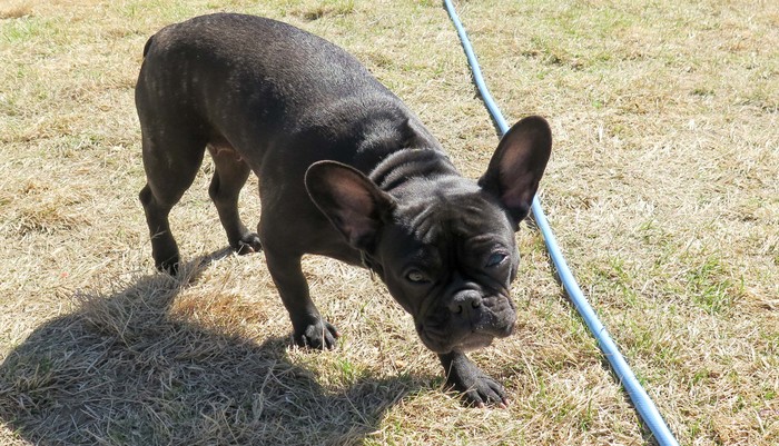 Well, what did you think? - My, Dog, French Bulldog, , Design