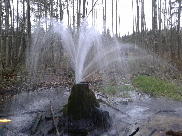 Fountain in the forest near St. Petersburg - My, Forest, Saint Petersburg, Geyser, Gatchina