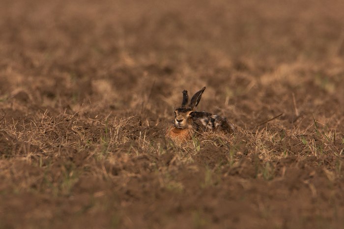 You shoot me with no respect - My, Hare, The photo, Nature, Animals