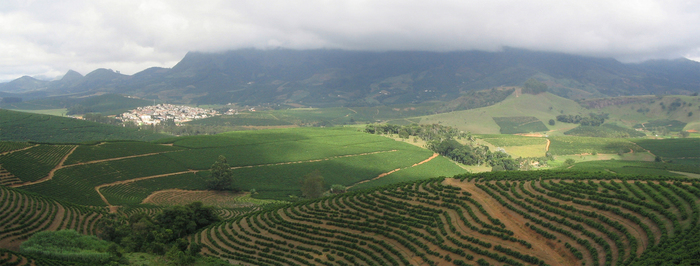 Brazil and coffee - Brazil, Coffee, Grain, , Longpost, Plantation