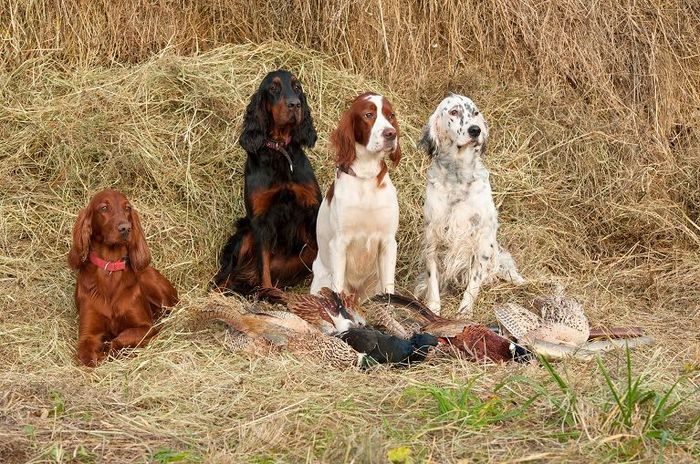 About breeds of dogs. - Dog, Longpost, Dog breeds, Setter, Hunting dogs