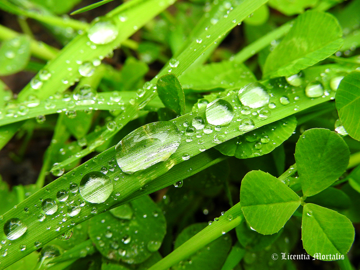 Dance under the rain (: - My, The photo, Art, My, Photographer, Nature, Rain, , Interesting