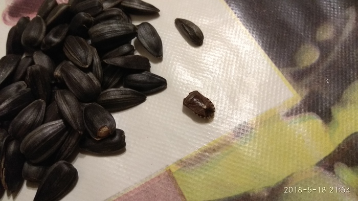 Surprise in every 10000 pack) - Seeds, My, Bedbugs