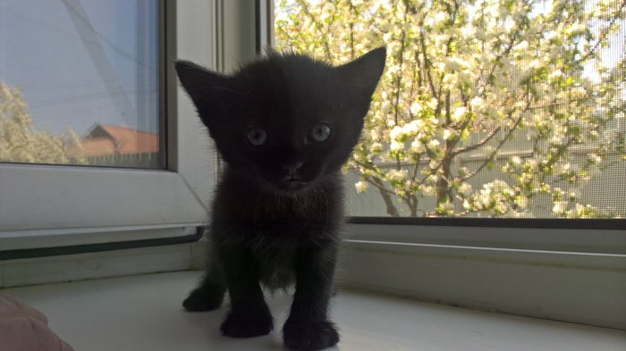 I will give the kittens - My, DPR, Donetsk, cat, I will give, In good hands, No rating