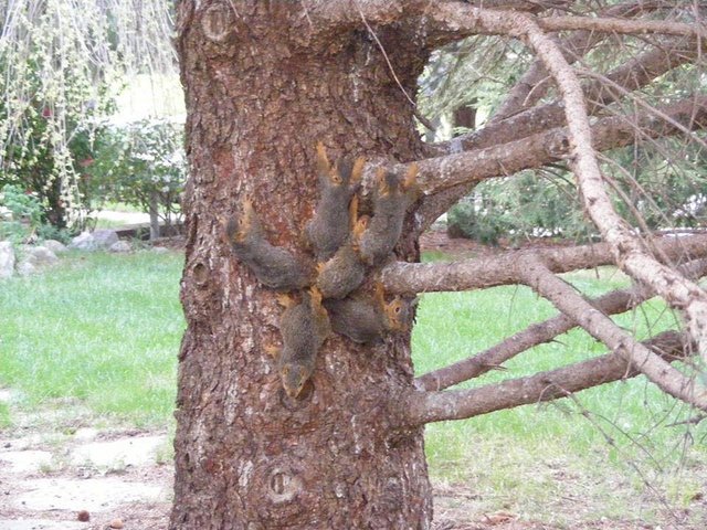 Six young squirrels entangled with their tails - Squirrel, Longpost, The rescue, Tail, Kindness, Nebraska
