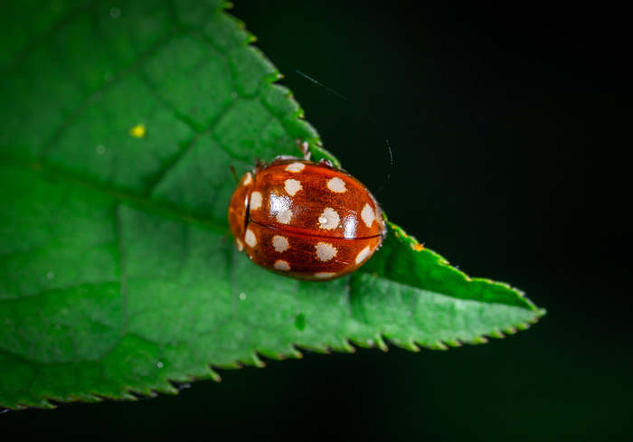 ladybug - My, Insects, , Macro, Macrohunt, Жуки, ladybug, Mp-e 65 mm, Macro photography