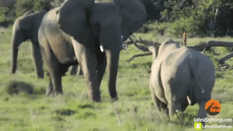 Слон кидает палку носорогу