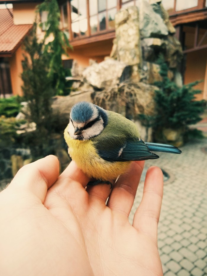 Better tit in hand - My, Work, Tit