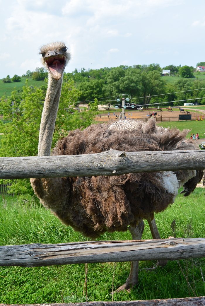 Ostrich on Kudykina Gora - My, Ostrich, Kudykina Mountain