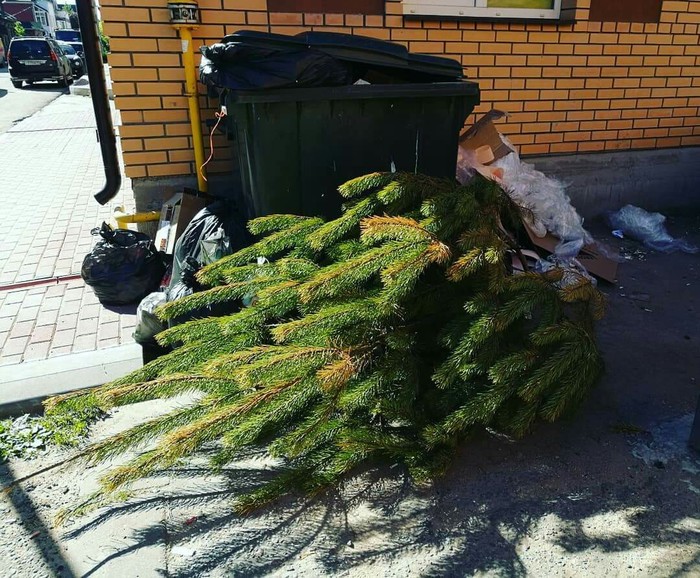 Those are weaklings! - New Year, Christmas trees, Spring, Trash heap