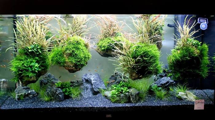 Интересная идея! Подводные ваби кусы))