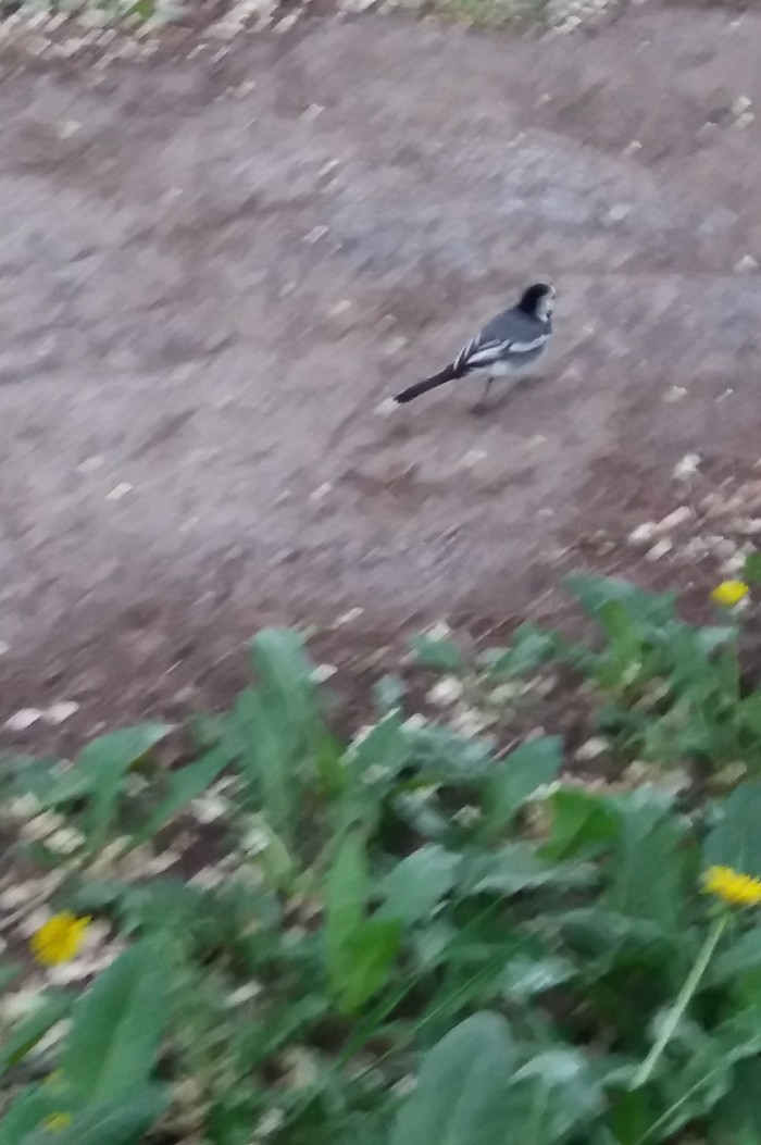 Who knows what her name is?) - My, What kind of bird?, No rating, Longpost