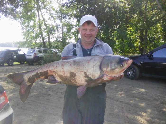 Silver carp - Fishing, Silver carp, Samara, 