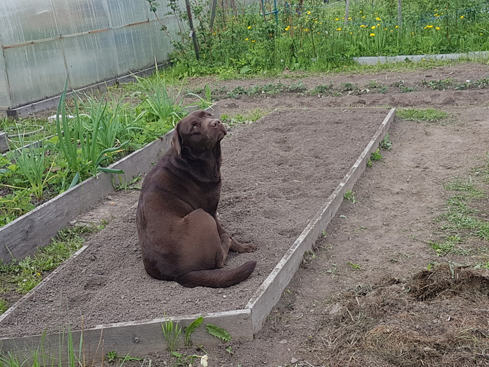 Dog stories ch13. Labradors and vegetable garden - , Labrador, Dogs and people, Longpost, Real life story, Garden, Dog