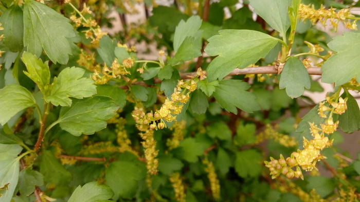 Flowering hedge - My, Plants, Flowers