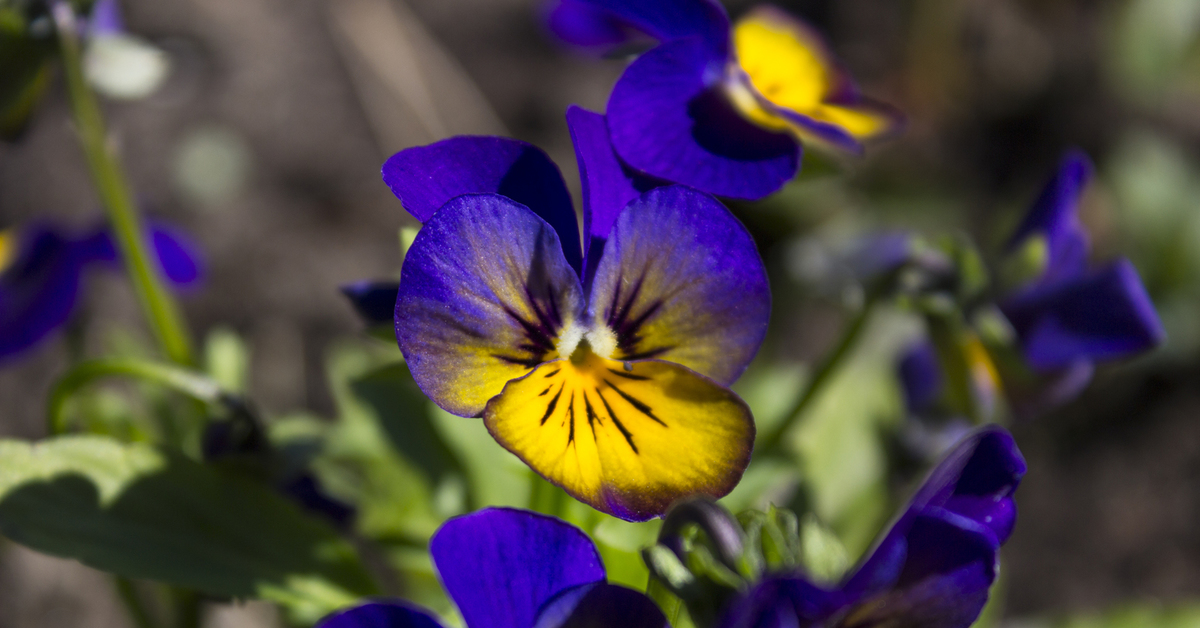 Фиалка трехцветная. Фиалка трёхцветная. Viola Tricolor. Виола Триколор. Анютины глазки семена Бергвашт.