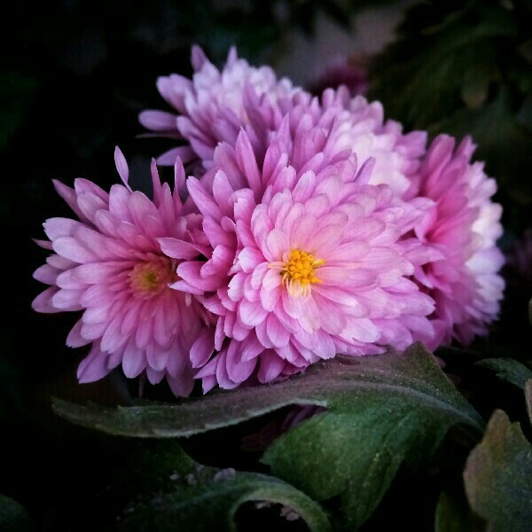 Chrysanthemum - Homemade, My, Flowers, Chrysanthemums