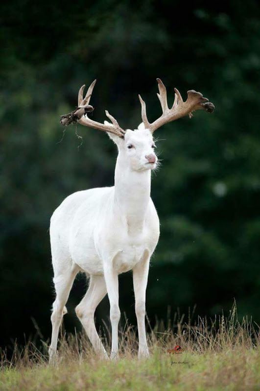 Albino. - The photo, Deer, Albino, Animals, Deer