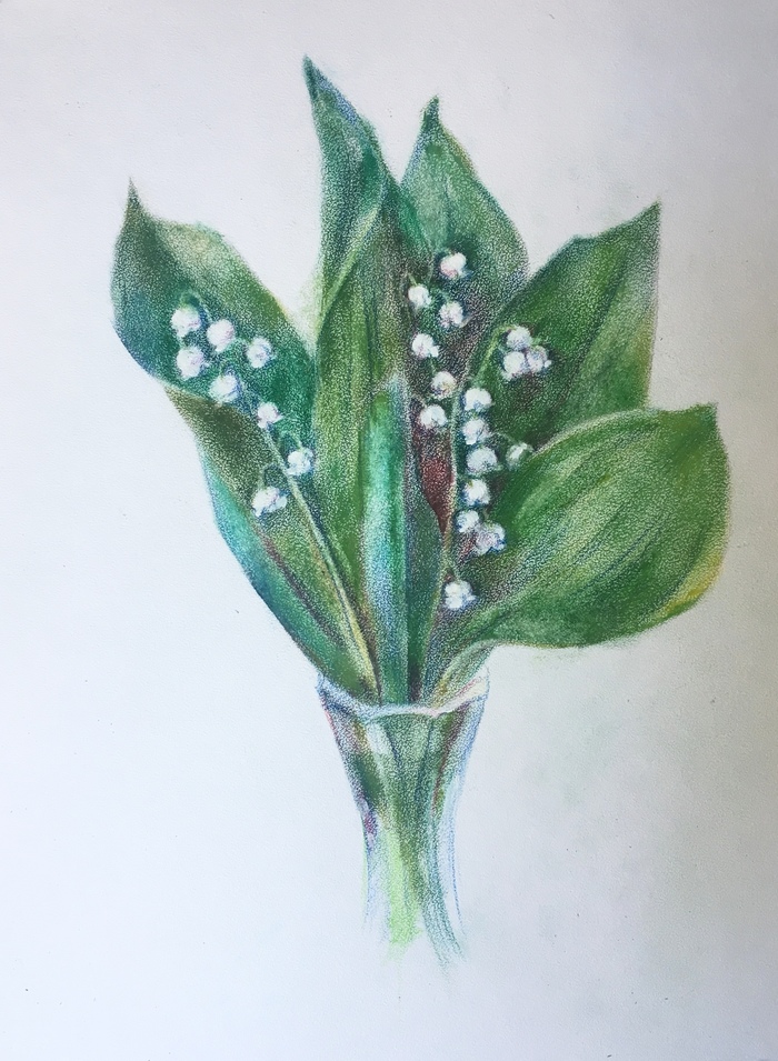 Lilies of the valley - My, Lilies of the valley, My, Graphics, Flowers, Mixed media, Luboff00, Dry brush, Colour pencils, Drawing