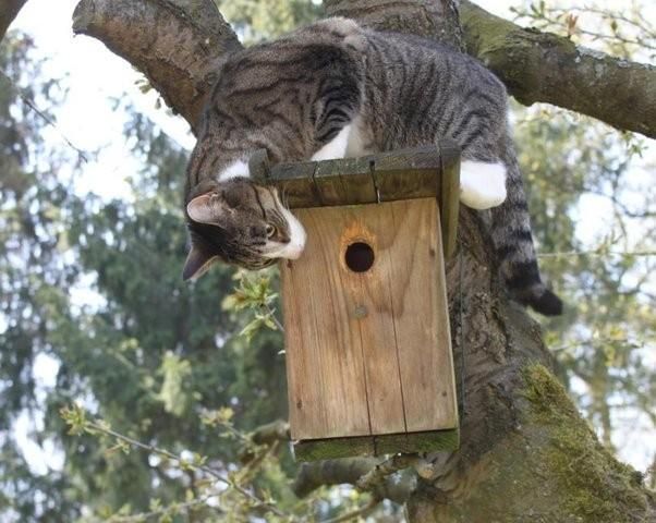 The one-eyed cat is no longer interested in who lives in the birdhouse - cat, Birdhouse, , Humor