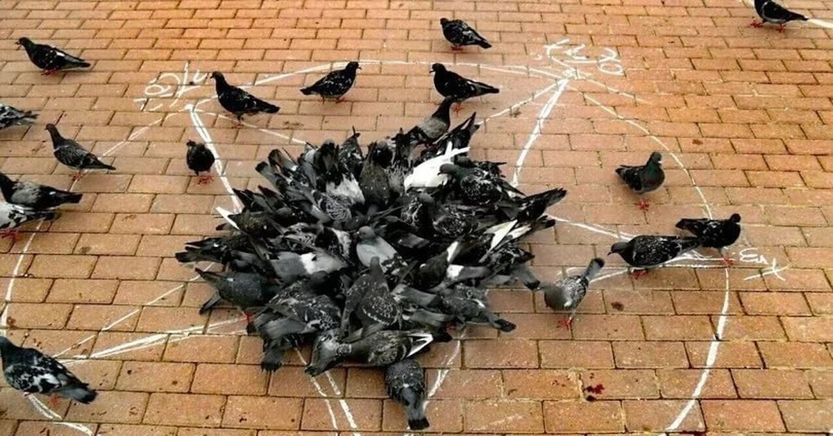 Смешной голубь