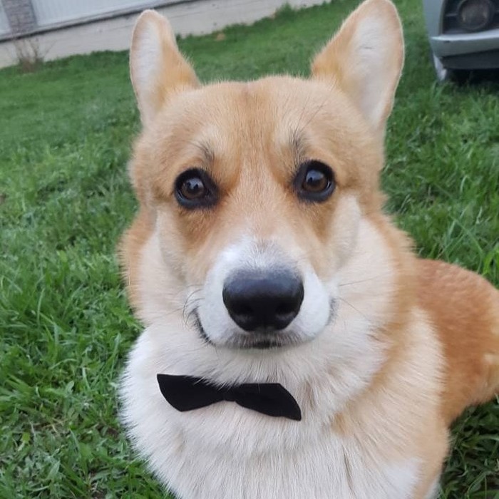 Мой дерзкий фитнес-помощник | Пикабу