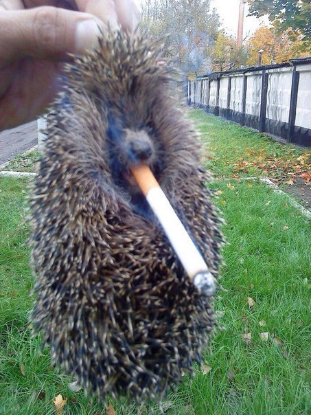 Hedgehog shot a cigarette) - My, Hedgehog, , , Smoking