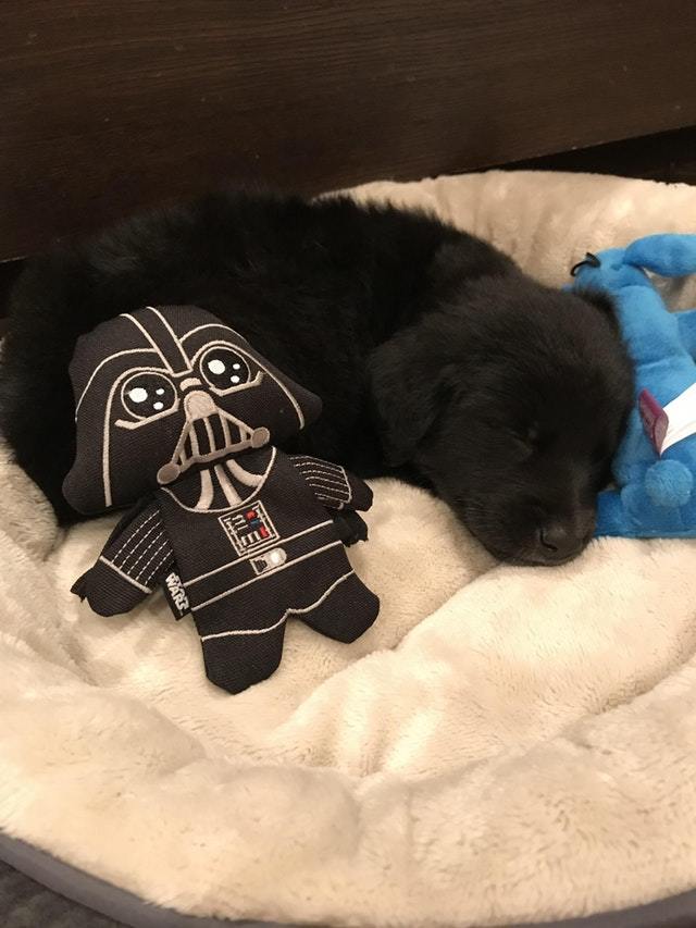 Welcome to the dark side! - Dog, Pets, Milota, Star Wars, Reddit, Darth vader, Soft toy, Puppies