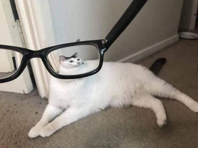 I think I found myself a new hobby: - Images, cat, Longpost, Glasses