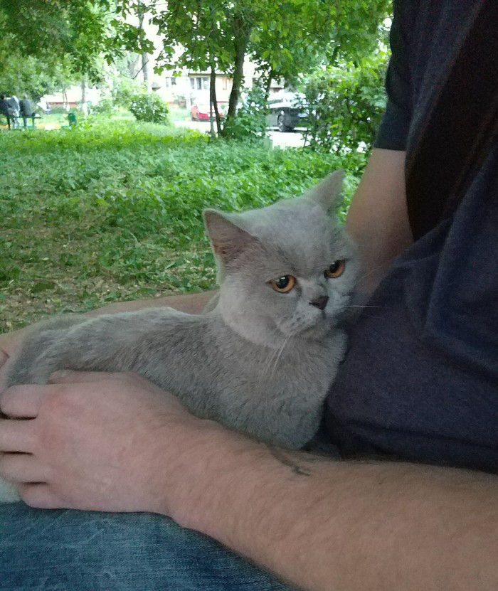 Layla the cat was found - My, Podolsk, Find, No rating, Moscow region, Longpost, cat, In good hands