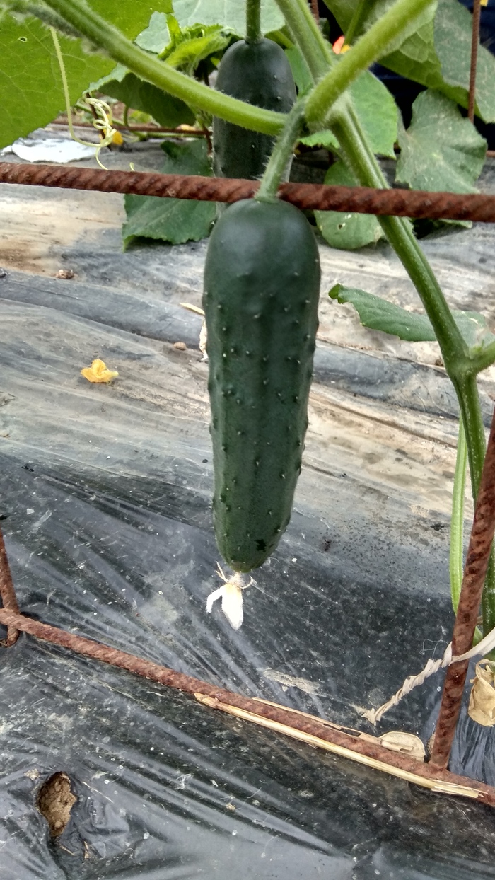 Vegetables in a greenhouse - Garden, Greenhouse, Vegetables, Italy, Pepper, Tomatoes, Eggplant, Longpost