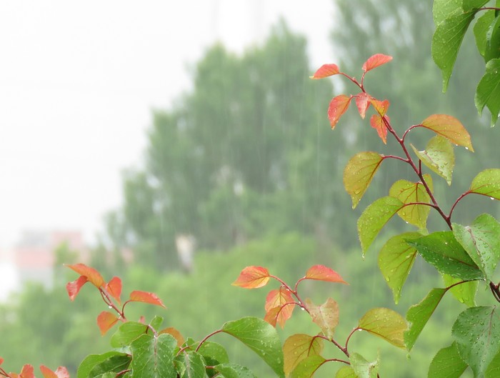 Rain - My, Tree, Leaves, Rain