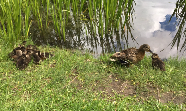 A small educational program on wild ducks - Birds, Duck, Ducklings, Pond, Forest Park, The park, Educational program, Longpost