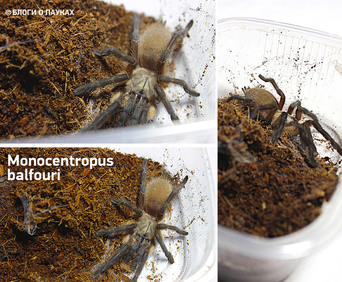 MONOCENTROPUS BALFOURI
 - My, , Bird spiders, Arachnids, Large spiders, Spider, 