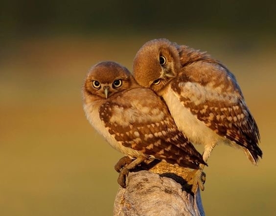 Owl you need is love - Owl, Love, The beatles, Birds, The photo