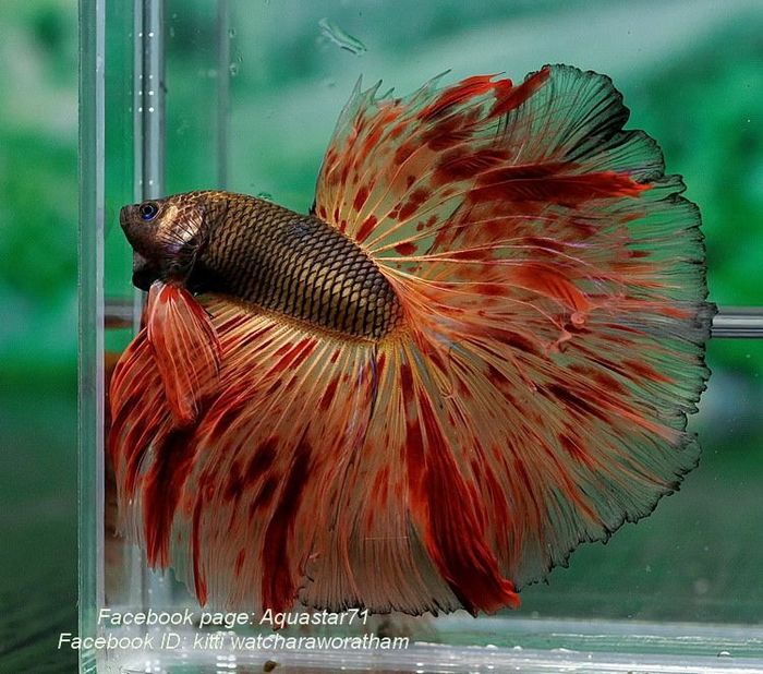 Редкие цвета у петушков betta splendens - Рыба, Рыбка петушок, Аквариум, Длиннопост, Аквариумные рыбки, Красивое, Фотография