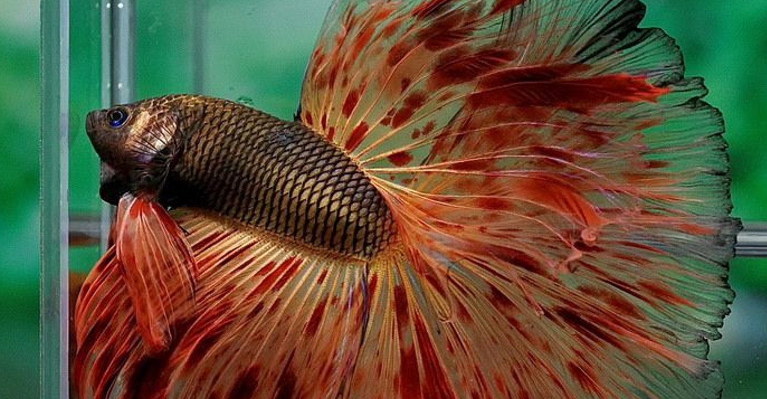 С какими рыбками живут рыбки петушки. Рыбка Бетта петушок гигант. Петушок коронохвостый аквариумная рыбка. Рыбка петушок коронохвостый красный. Петушок самка вуалевая.